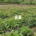 白芨大苗,块茎3公分左右,为组培驯化三年苗