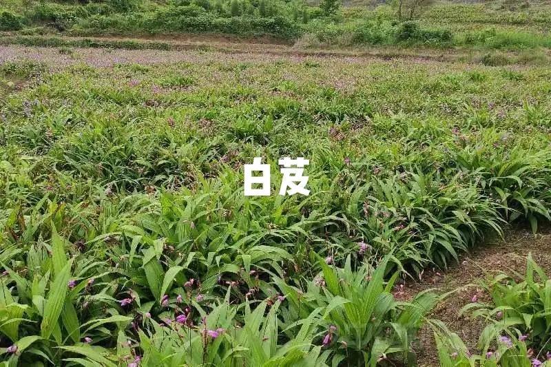 白芨大苗，块茎3公分左右，为组培驯化三年苗