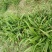 白芨大苗,块茎3公分左右,为组培驯化三年苗
