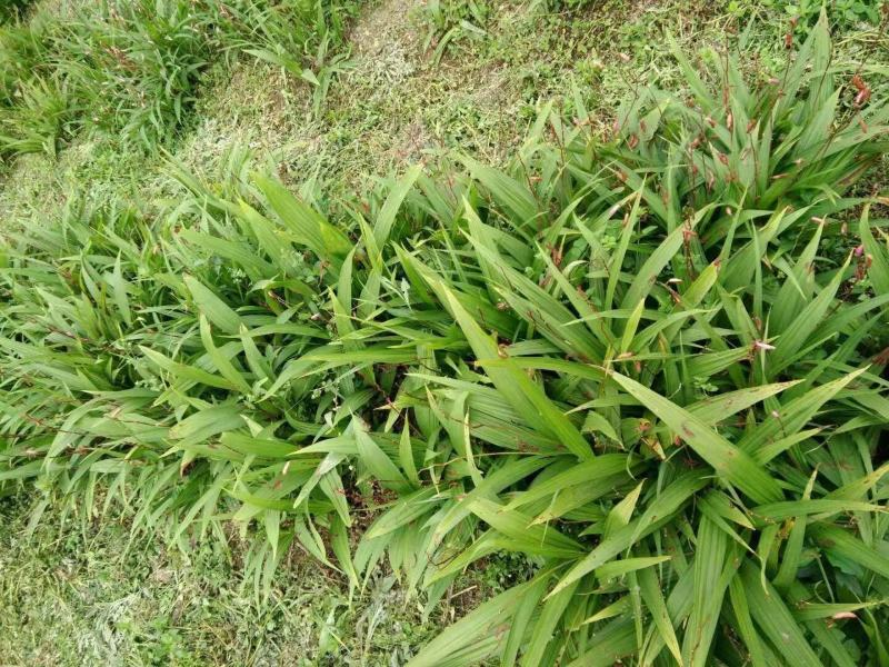 白芨大苗，块茎3公分左右，为组培驯化三年苗