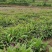 白芨大苗，块茎3公分左右，为组培驯化三年苗