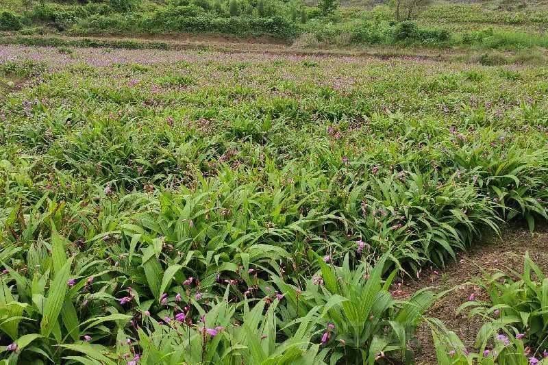 白芨大苗，块茎3公分左右，为组培驯化三年苗