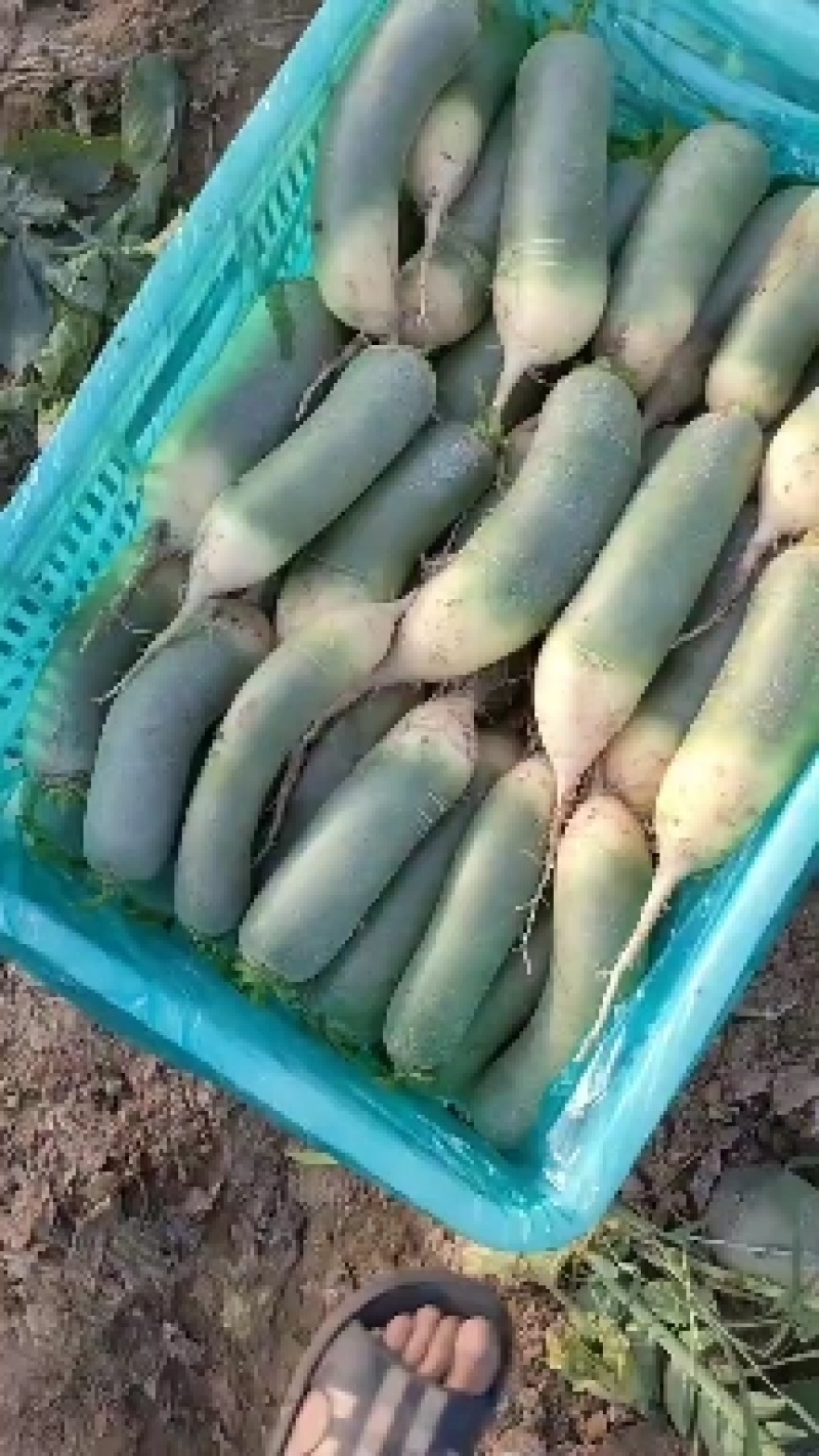 山东临沂莒南县青萝卜，口感好颜色青，耐运输，货源充足，