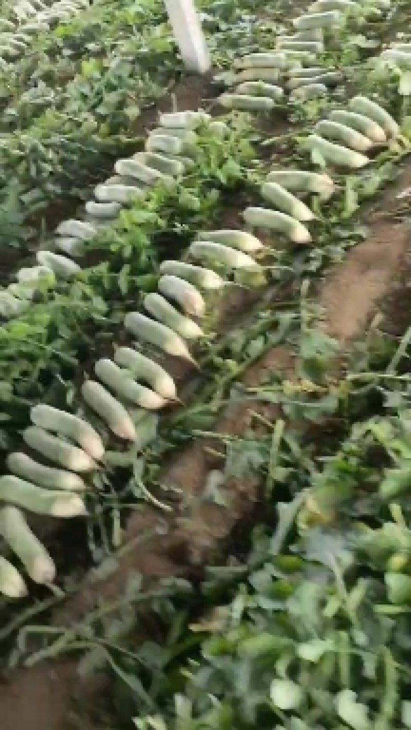 山东临沂莒南县青萝卜，口感好颜色青，耐运输，货源充足，