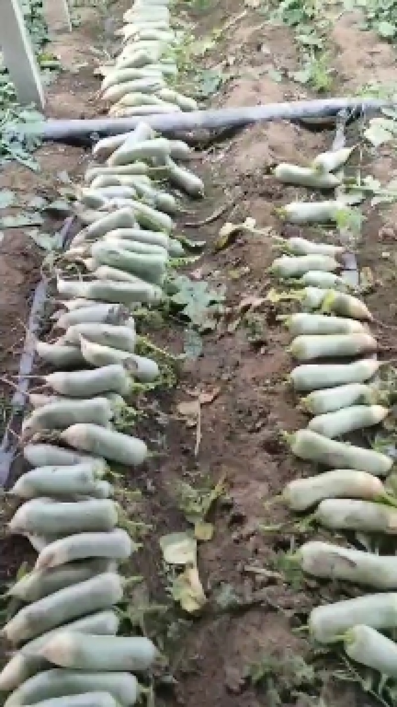 山东临沂莒南县青萝卜，口感好颜色青，耐运输，货源充足，