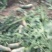 山东临沂莒南县青萝卜，口感好颜色青，耐运输，货源充足，
