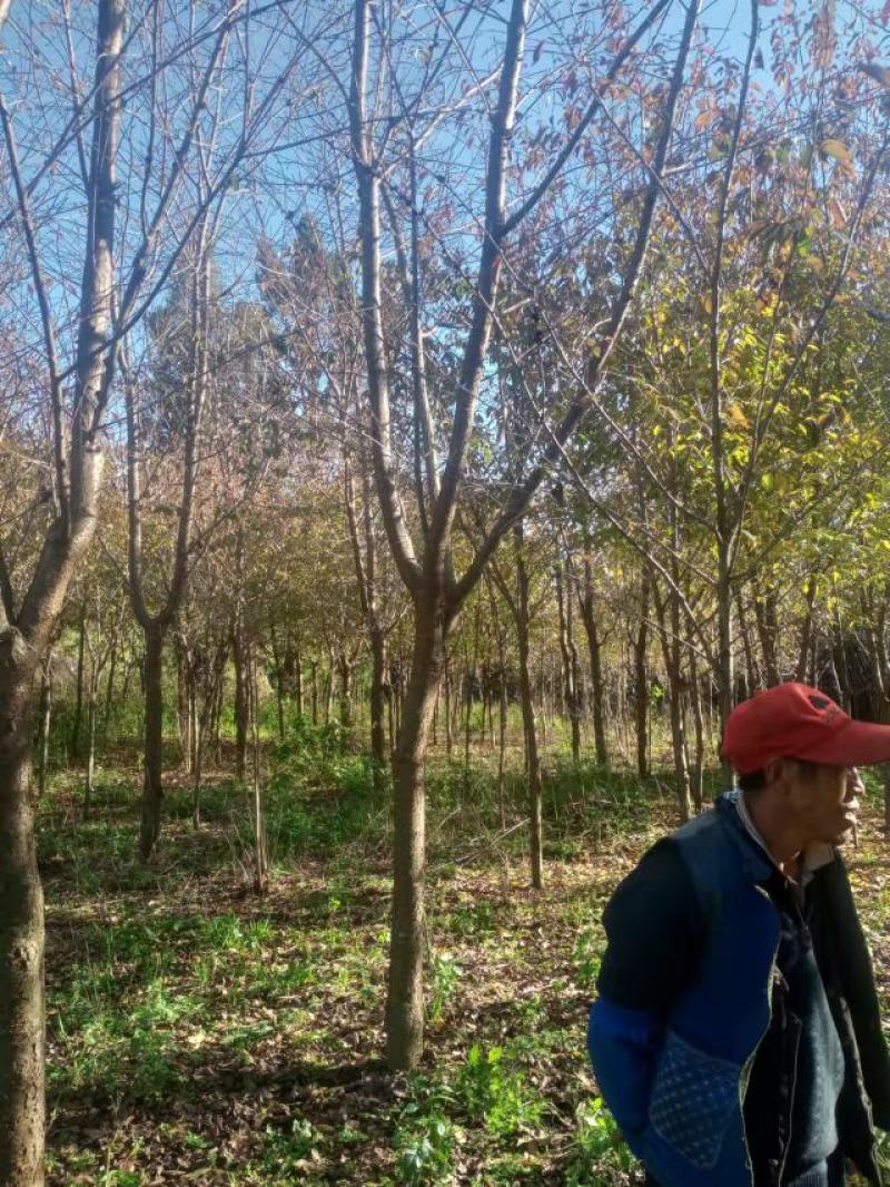 云南樱花冬樱花米径5--20公分