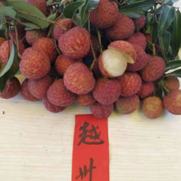 荔枝苗新品种越州红南方果树苗南北方可种植带土带叶发货