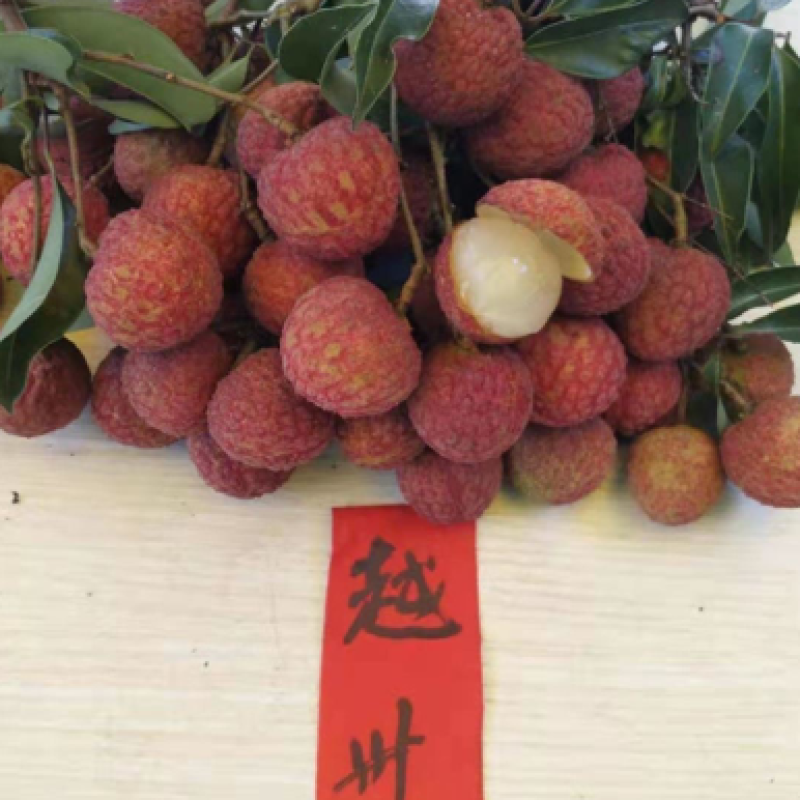 荔枝苗新品种越州红南方果树苗南北方可种植带土带叶发货