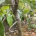 荔枝苗新品种越州红南方果树苗南北方可种植带土带叶发货