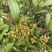 荔枝苗新品种越州红南方果树苗南北方可种植带土带叶发货