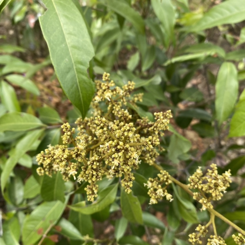 荔枝苗新品种越州红南方果树苗南北方可种植带土带叶发货