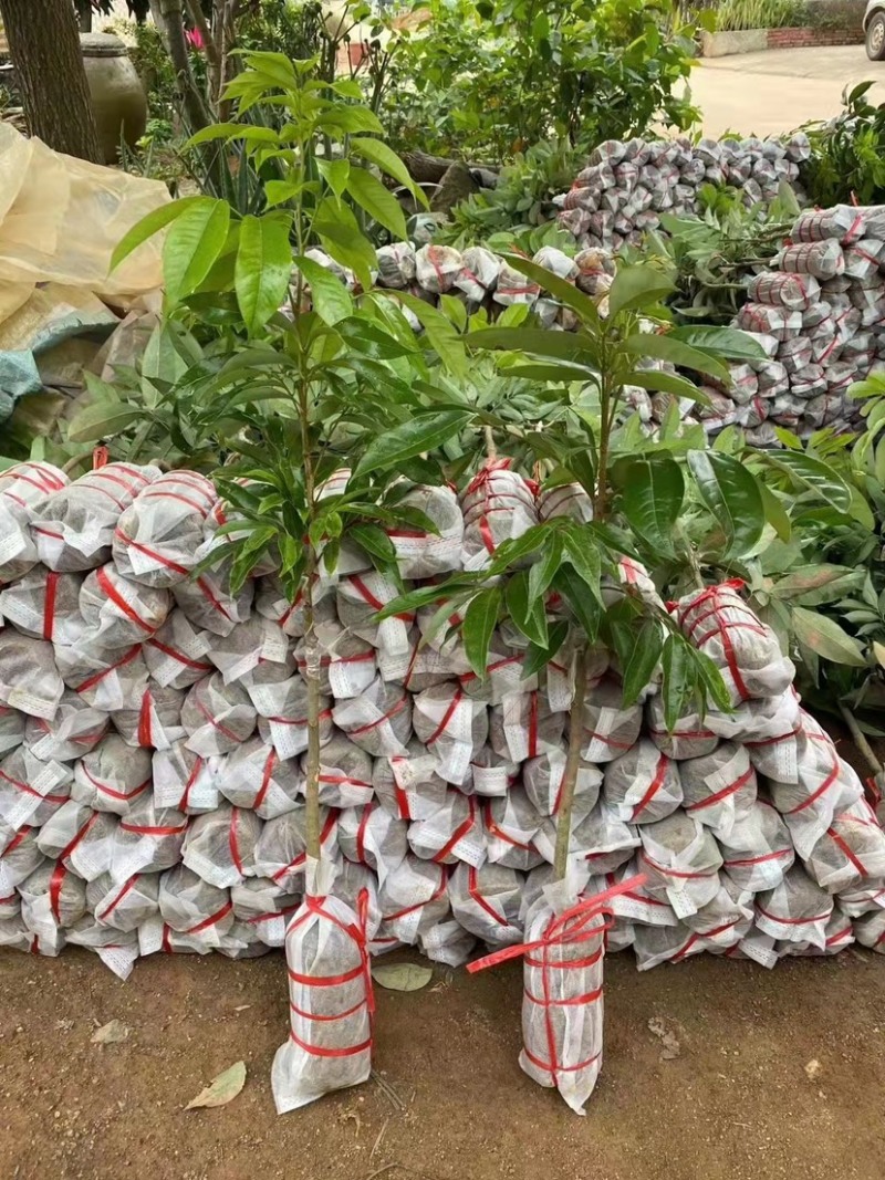 荔枝苗新品种越州红南方果树苗南北方可种植带土带叶发货
