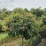 荔枝苗新品种越州红南方果树苗南北方可种植带土带叶发货
