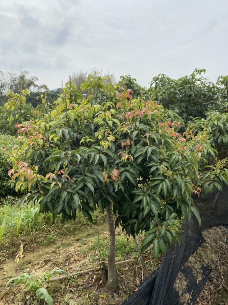 荔枝苗新品种越州红南方果树苗南北方可种植带土带叶发货