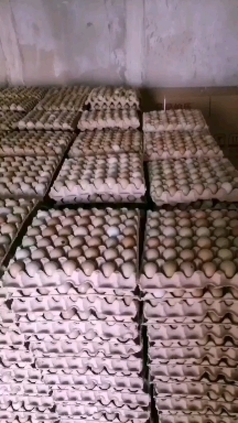 野鸡蛋山东野鸡蛋货源充足量大从优
