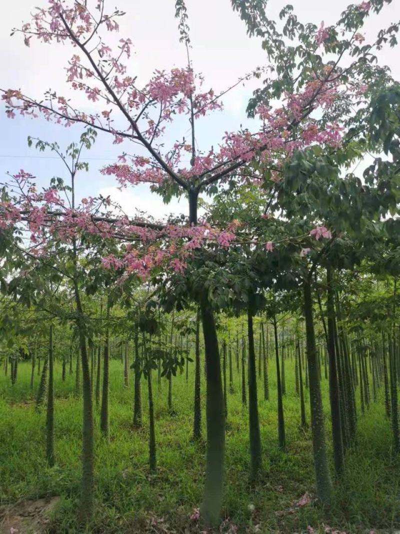 大腹木棉米径15-40公分
