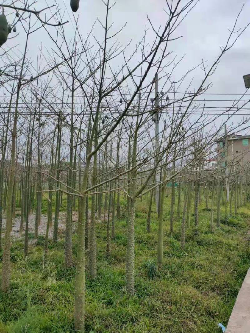 大腹木棉米径15-40公分