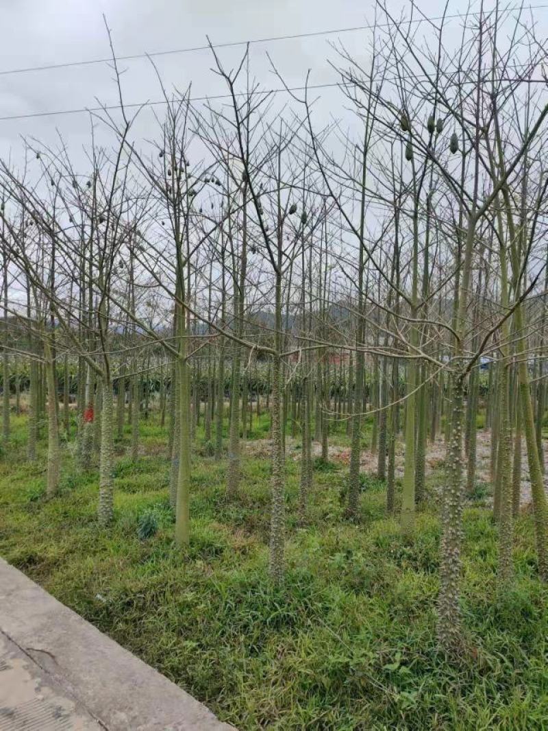 大腹木棉米径15-40公分