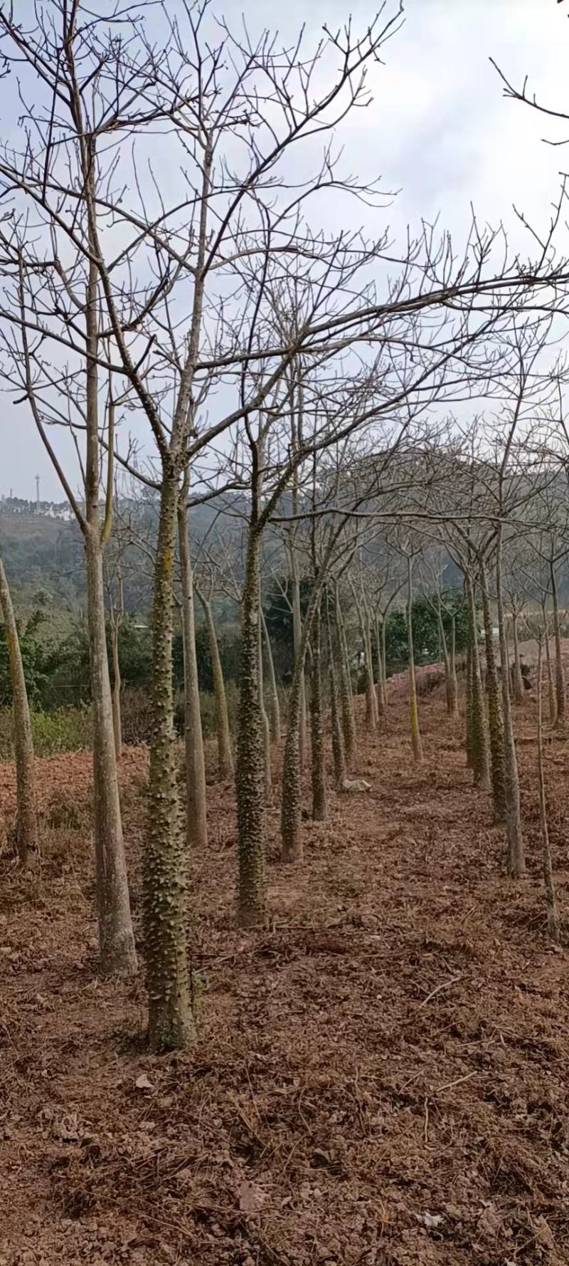 大腹木棉米径15-40公分