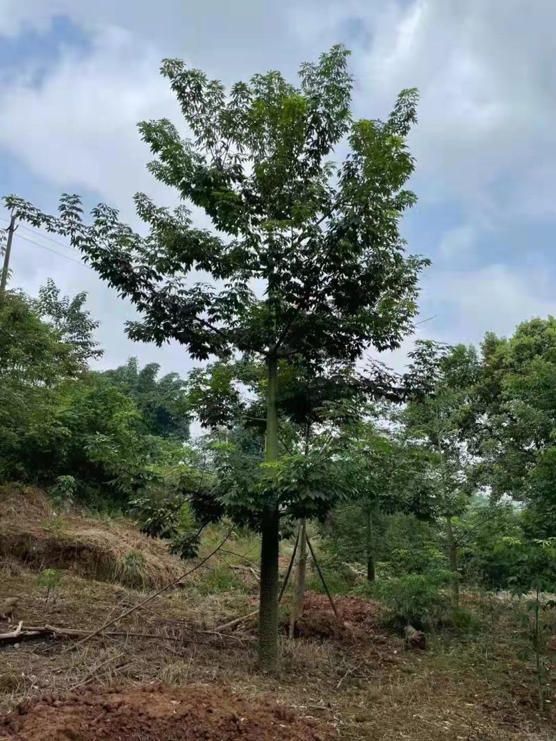 大腹木棉米径15-40公分