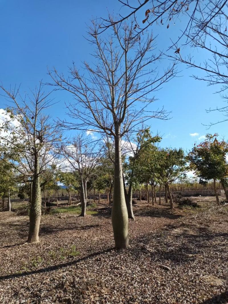 大腹木棉米径15-40公分