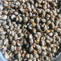 东风螺，花螺全国各地批发，质量保证，价格优势，欢迎咨询