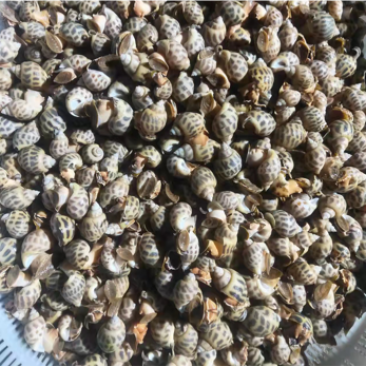 东风螺，花螺全国各地批发，质量保证，价格优势，欢迎咨询