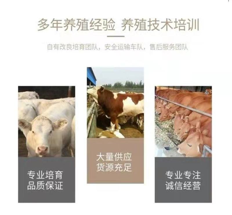 鲁西黄牛犊，改良黄牛犊，长势快，免费运输，货到付款