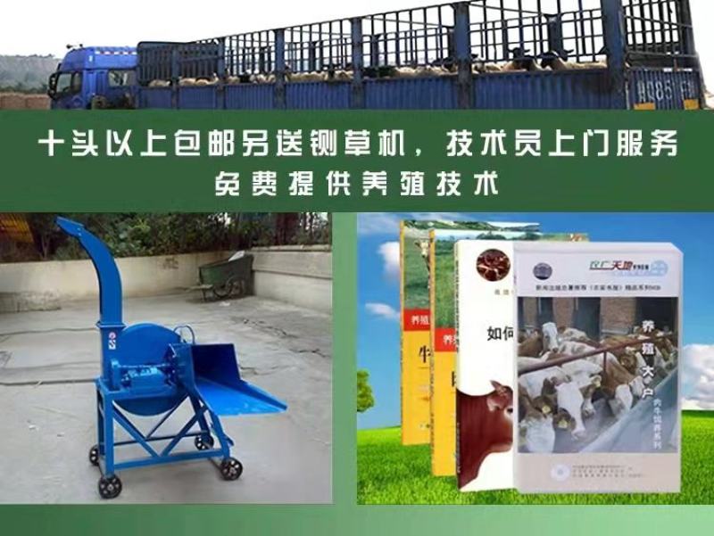 鲁西黄牛犊，改良黄牛犊，长势快，免费运输，货到付款