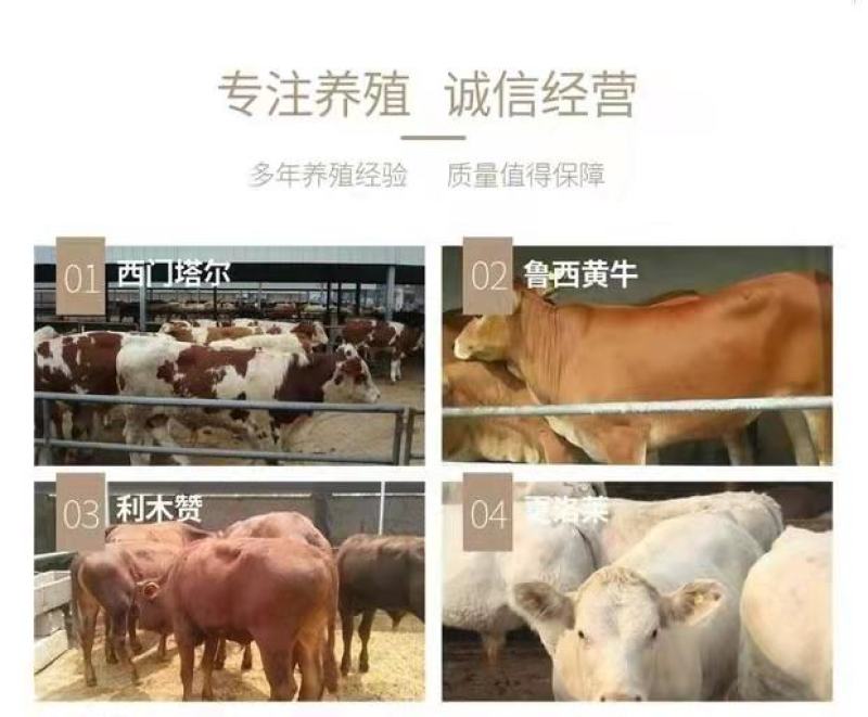 鲁西黄牛犊，改良黄牛犊，长势快，免费运输，货到付款