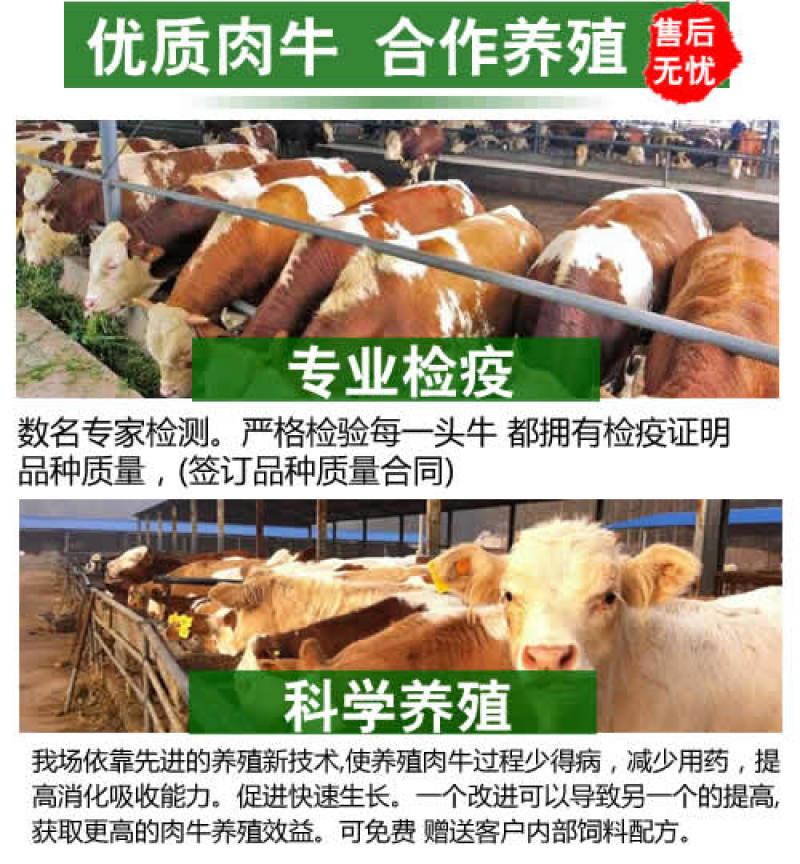 鲁西黄牛犊，改良黄牛犊，长势快，免费运输，货到付款