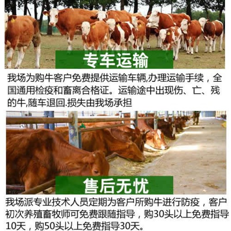 鲁西黄牛犊，改良黄牛犊，长势快，免费运输，货到付款