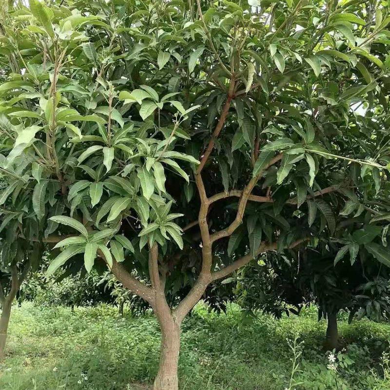 绿化苗木芒果树适用于园林河提绿化景观本地种植优良品种