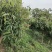 绿化苗木芒果树适用于园林河提绿化景观本地种植优良品种