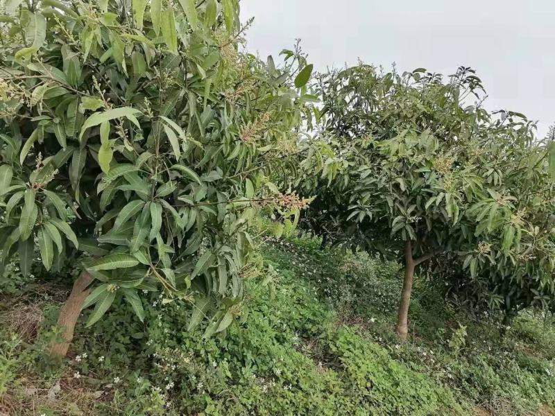 绿化苗木芒果树适用于园林河提绿化景观本地种植优良品种