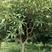 绿化苗木芒果树适用于园林河提绿化景观本地种植优良品种