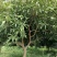绿化苗木芒果树适用于园林河提绿化景观本地种植优良品种