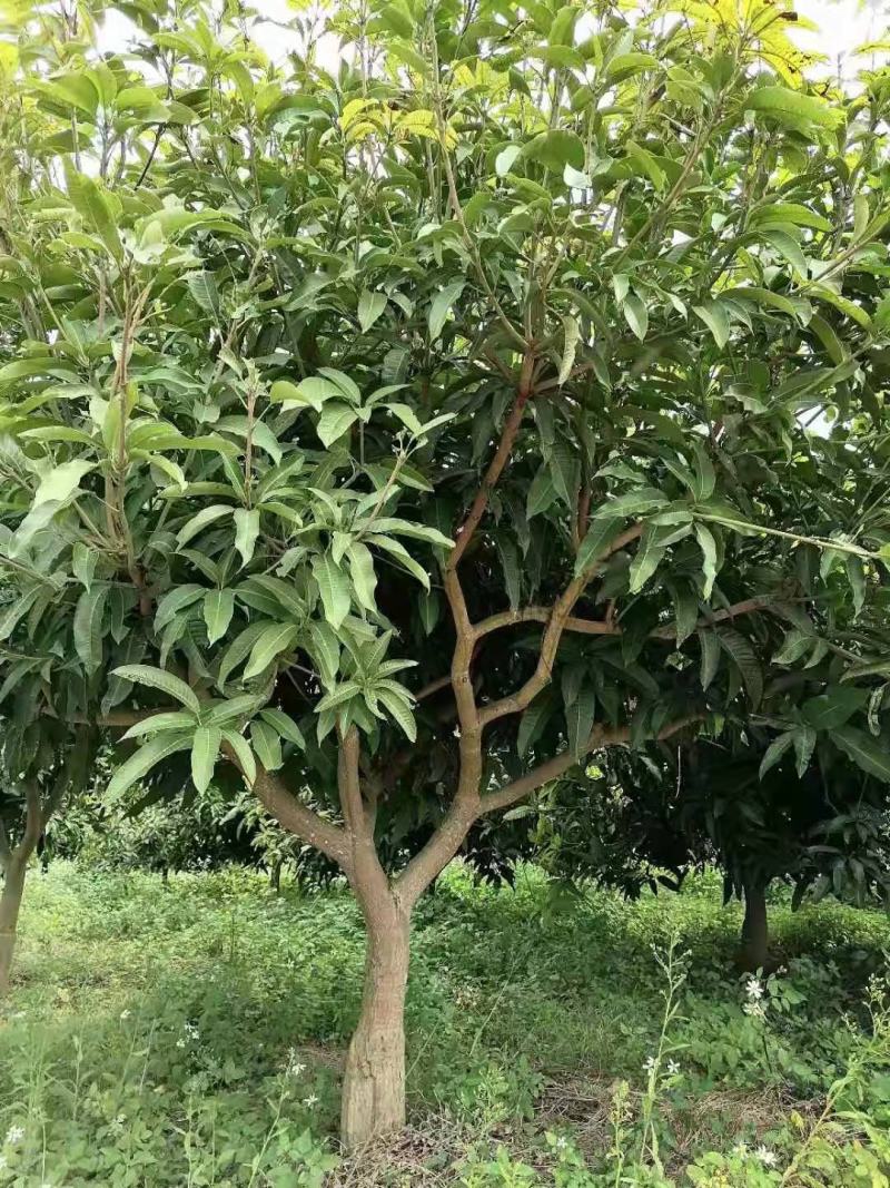 绿化苗木芒果树适用于园林河提绿化景观本地种植优良品种