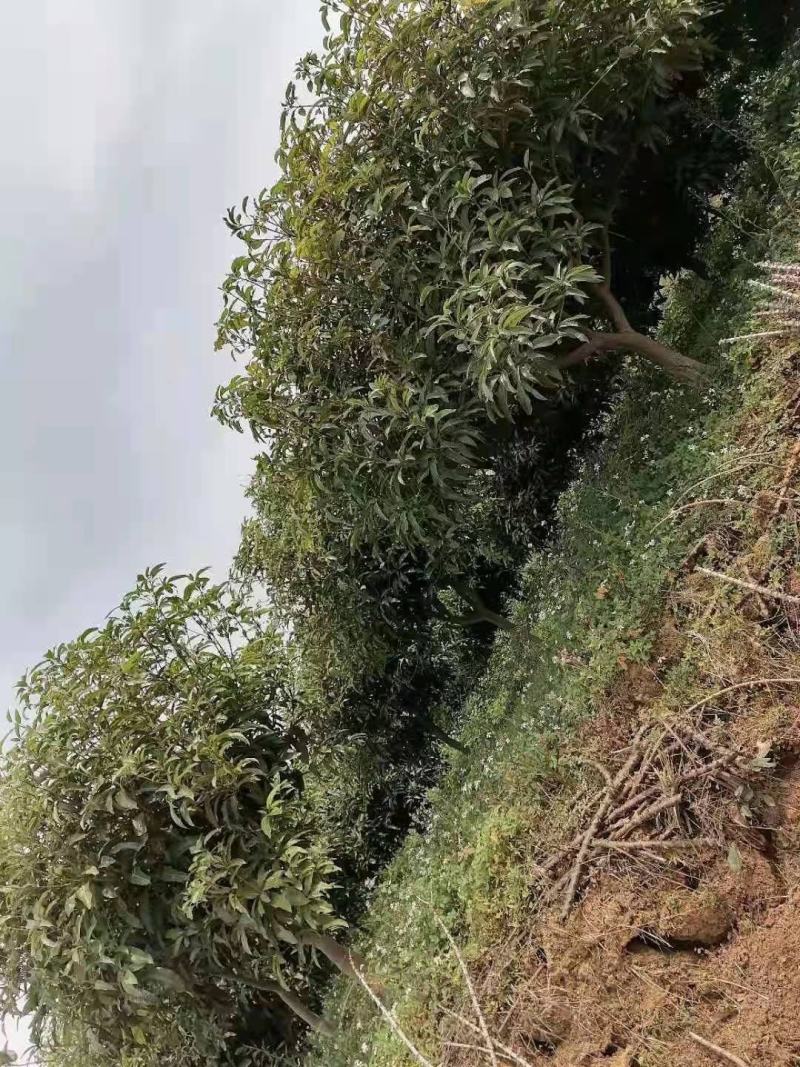绿化苗木芒果树适用于园林河提绿化景观本地种植优良品种