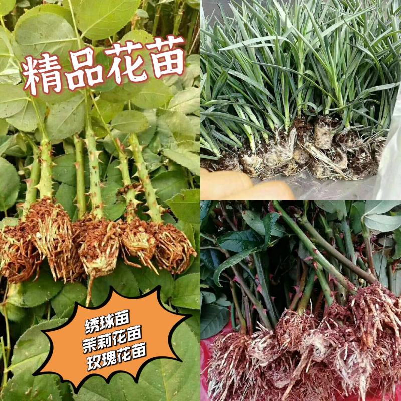 绣球苗，茉莉花苗，玫瑰花苗，基地直发，快递包邮