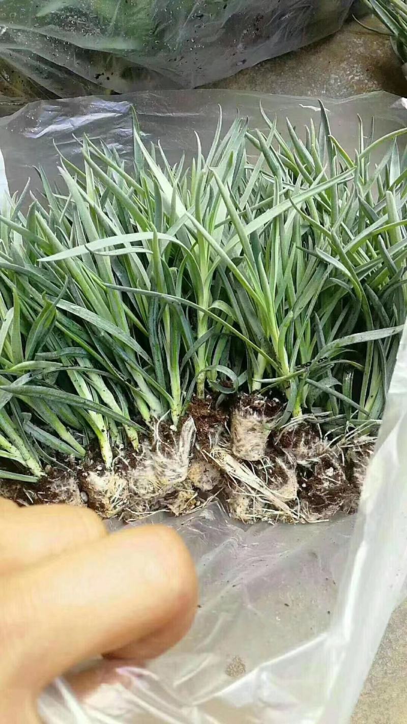 绣球苗，茉莉花苗，玫瑰花苗，基地直发，快递包邮