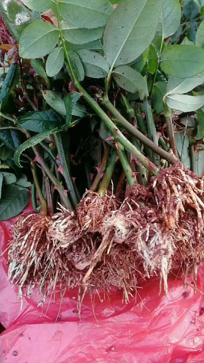 绣球苗，茉莉花苗，玫瑰花苗，基地直发，快递包邮
