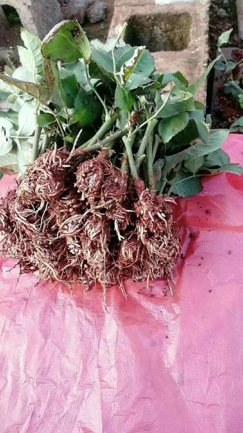 绣球苗，茉莉花苗，玫瑰花苗，基地直发，快递包邮