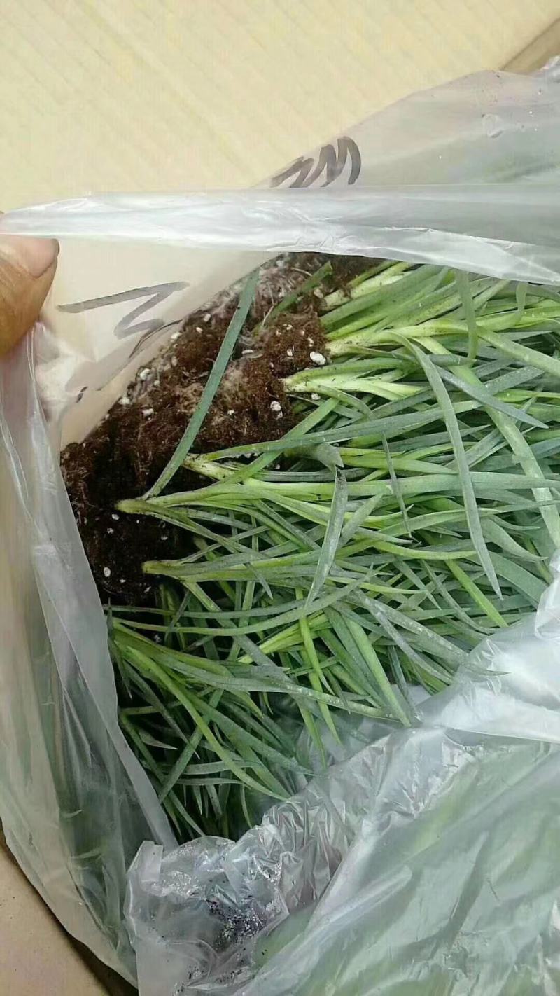 绣球苗，茉莉花苗，玫瑰花苗，基地直发，快递包邮
