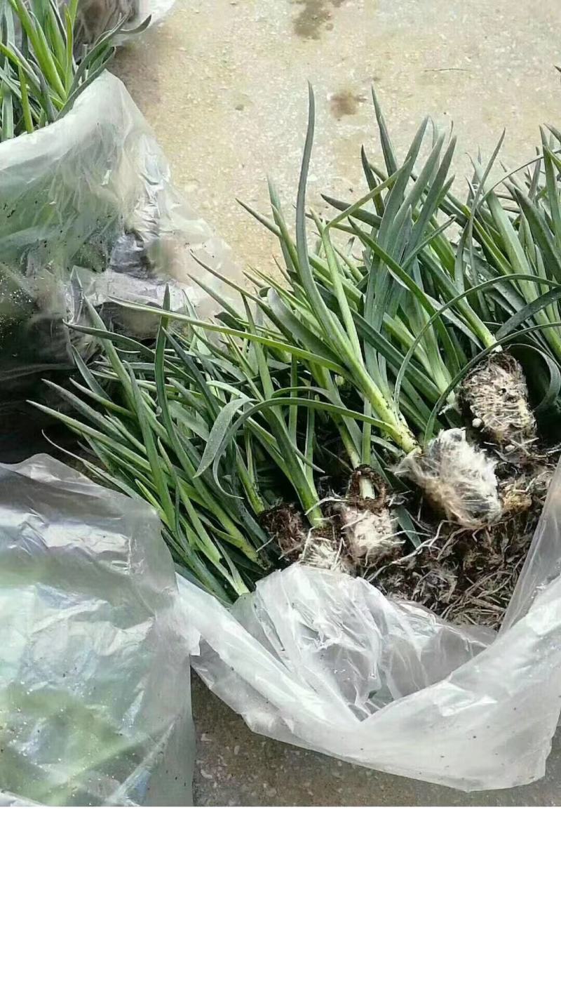 绣球苗，茉莉花苗，玫瑰花苗，基地直发，快递包邮