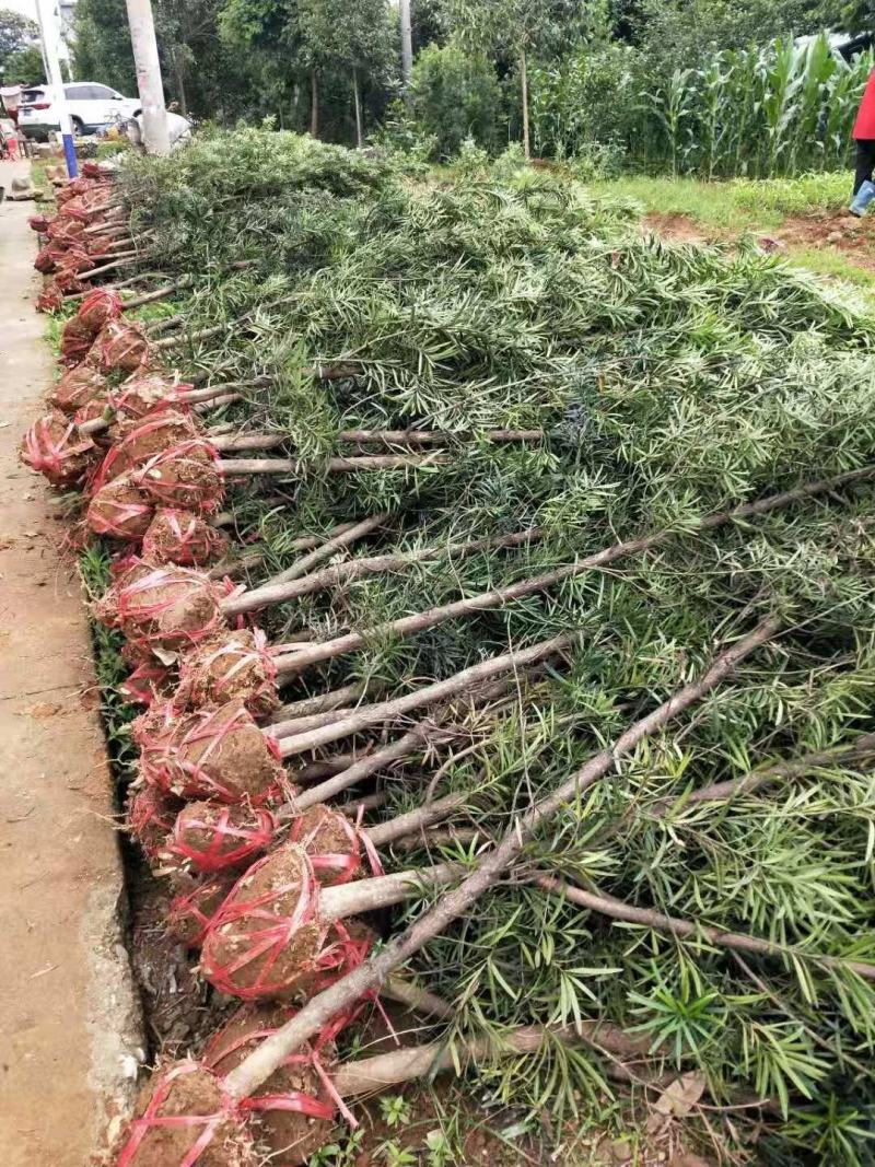 罗汉松，桂花