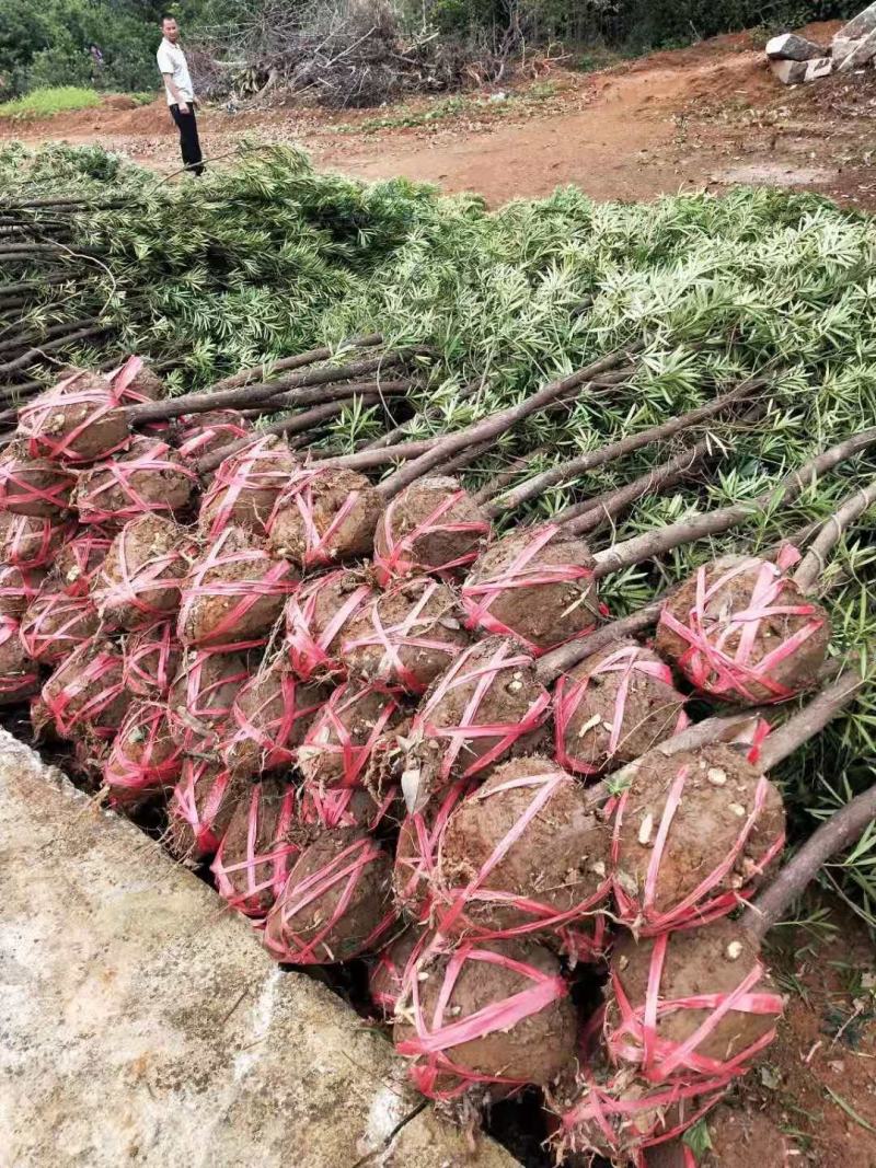罗汉松，桂花