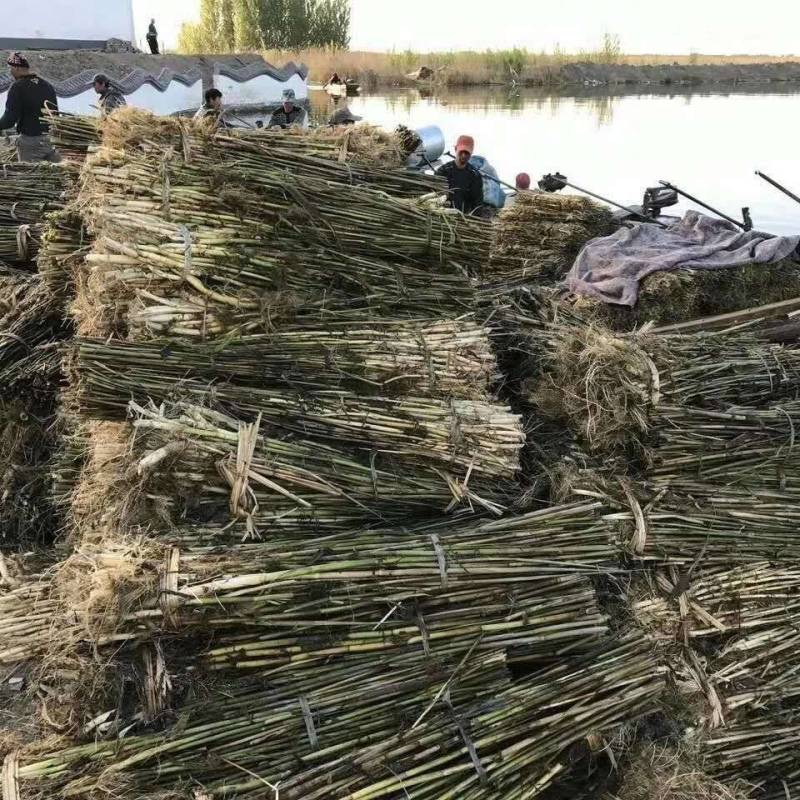 白洋淀野生芦苇苗，根系发达，生命里顽强，适合公园，湿地种