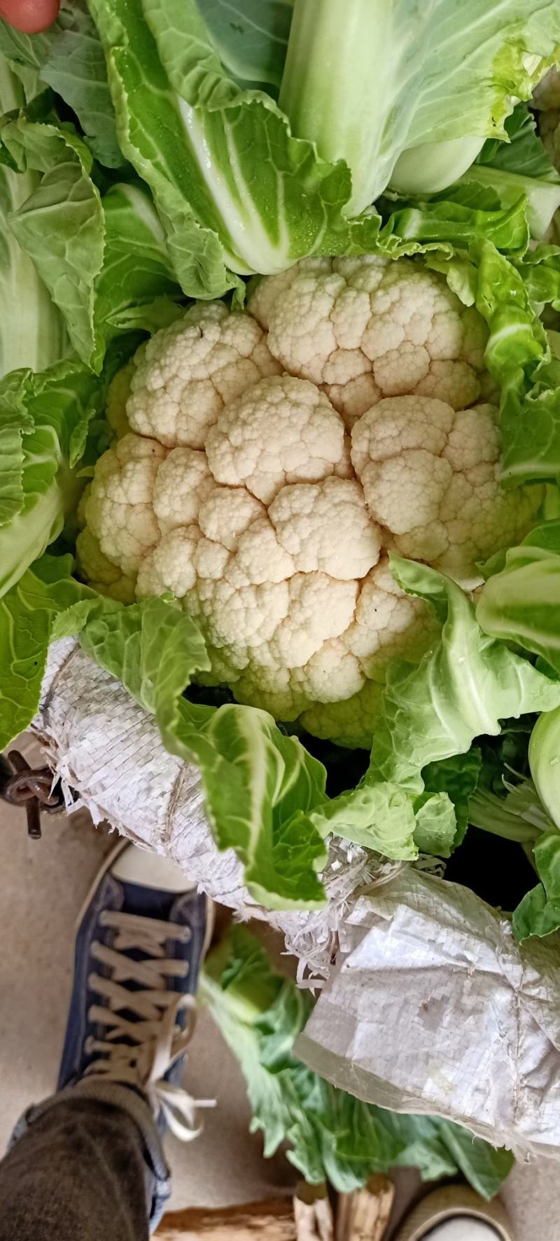 《热销》汉中白菜花，精品紧花，花白根，收货包装一条龙服务